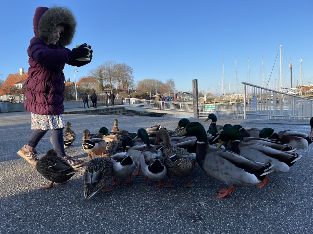 Fodre ænder
