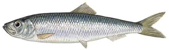 Sild
