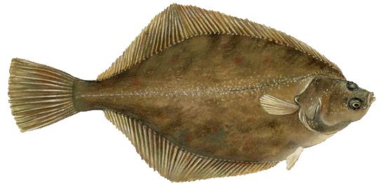 Skrubbe