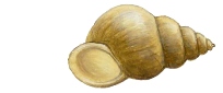Dyndsnegl