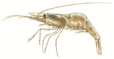Roskildereje/Fjordreje