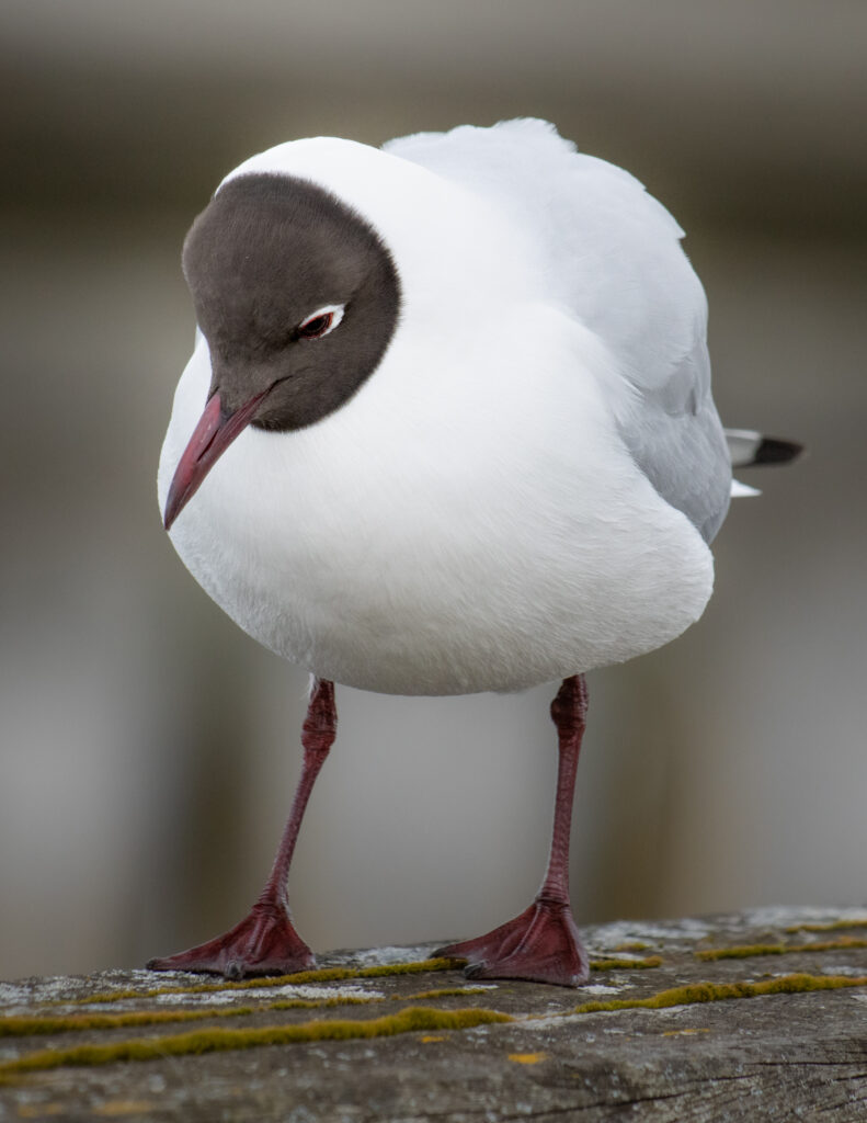 Hættemåge