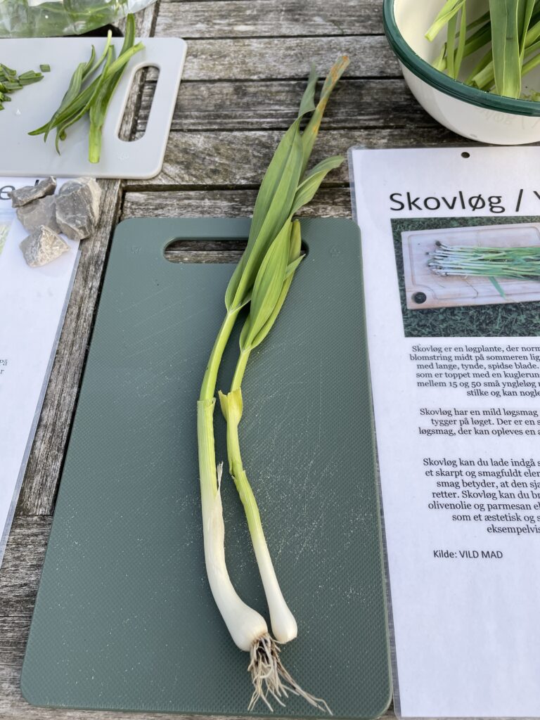 Skovløg