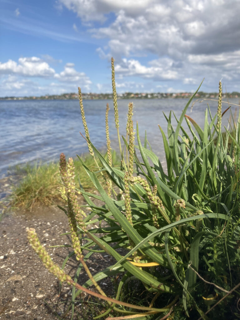 Strandvejbred