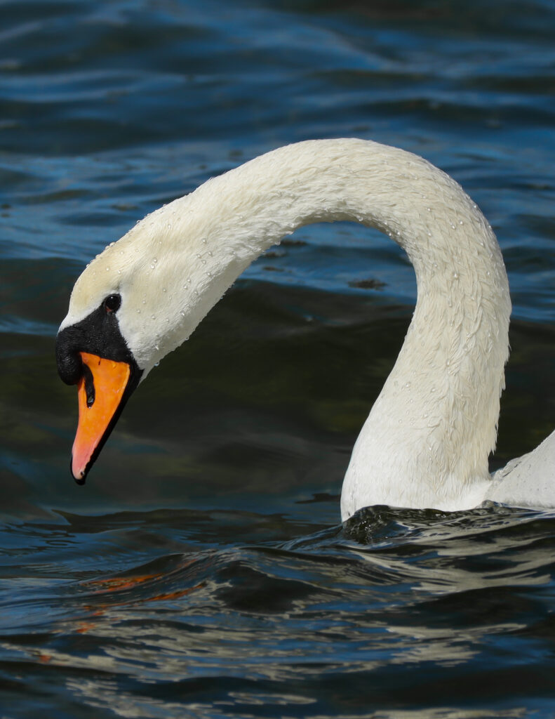 Svane